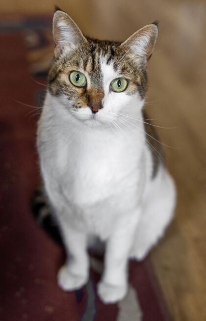 猫室内绿眼睛猫宠物可爱的动物