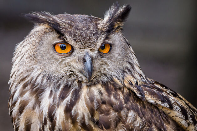 野生黄色眼睛猫头鹰的选择性聚焦镜头野生动物猫头鹰生物