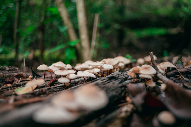 蘑菇森林里蘑菇的特写镜头树有机树干