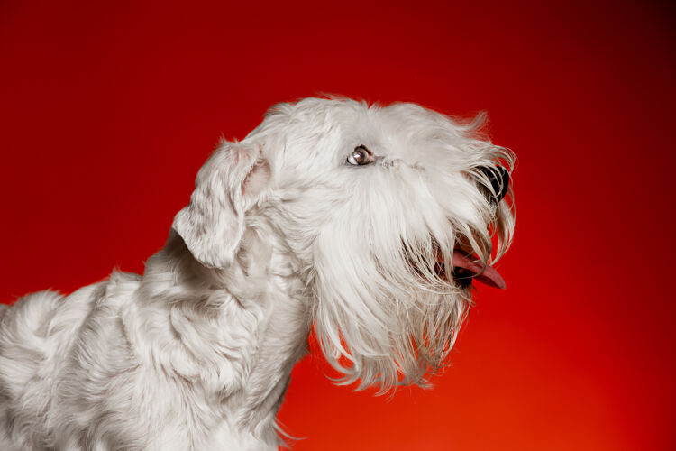狗毛茸茸的小狗可爱的白色小狗或宠物正在玩耍和奔跑负空间插入您的文字或图像前面狗毛茸茸的
