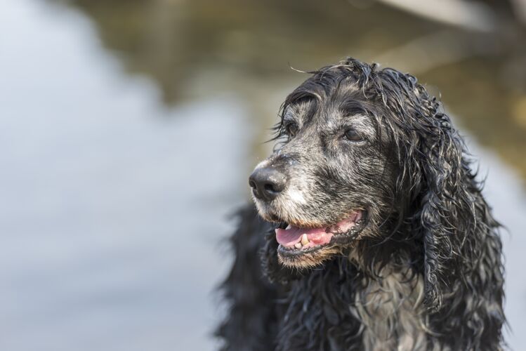 春天可爱的黑色可卡犬户外阳光明媚的一天风景有趣环境