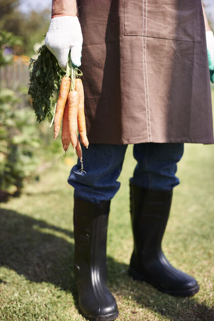 人在地里种菜的老人植物防护手套有机