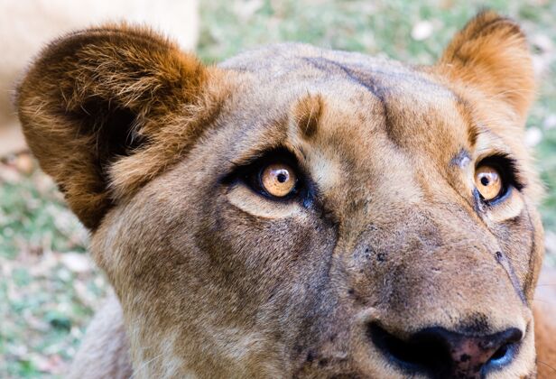 猎人狮子头的特写镜头头捕食者肖像