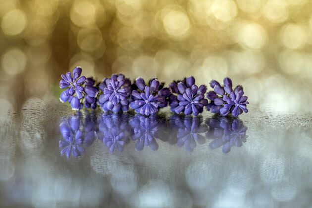 开花美丽的紫色葡萄风信子花特写镜头自然植物夏天