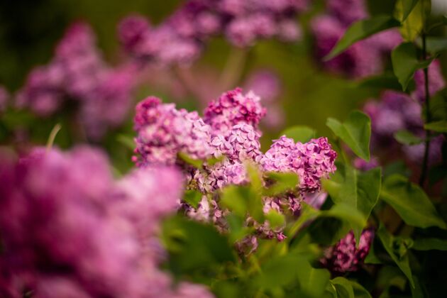 开花选择性聚焦拍摄的丁香花开在田野里自然花园叶