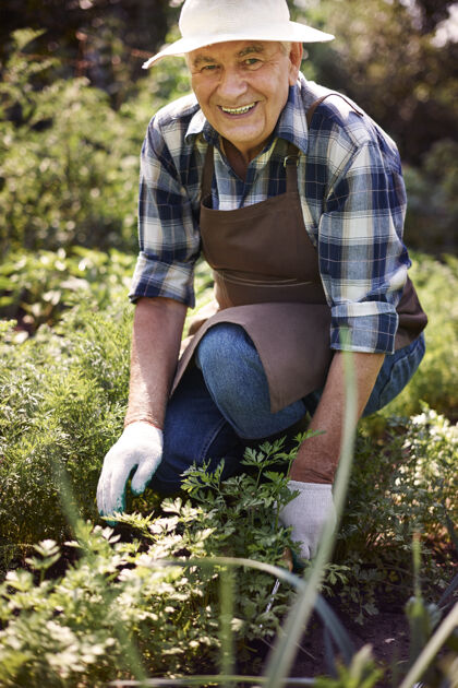 健康的生活方式在地里和植物一起干活的老男人工作职业蔬菜