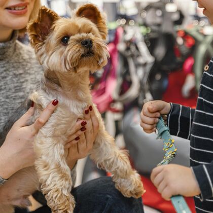 销售可爱的小狗和主人在宠物店血统动物品种