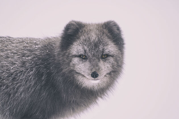 寒冷狼的选择性聚焦照片冬天雪狐狸