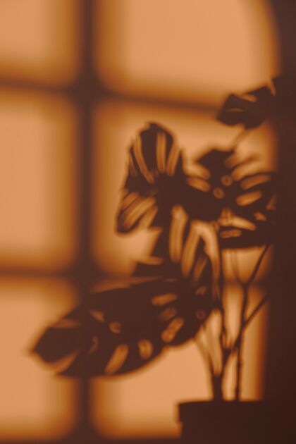 阳光墙上的室内植物剪影朋友植物艺术