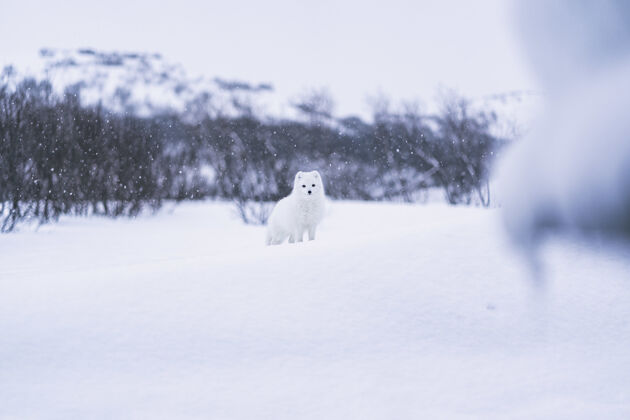 狐狸白雪覆盖着白狗在白雪覆盖的地面上户外雪自然