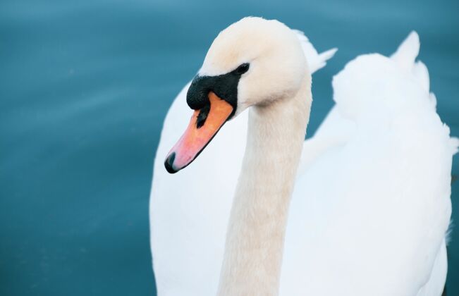 河流一只白天鹅在湖中游泳的高角度特写镜头大自然英国英国