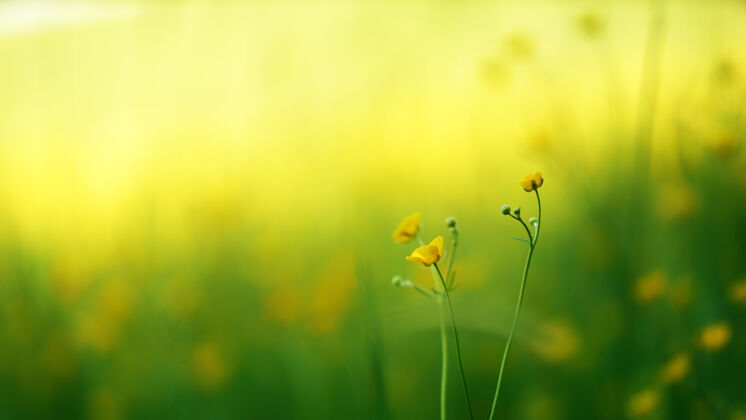光滑黄色的花在宏观拍摄花博凯盛开
