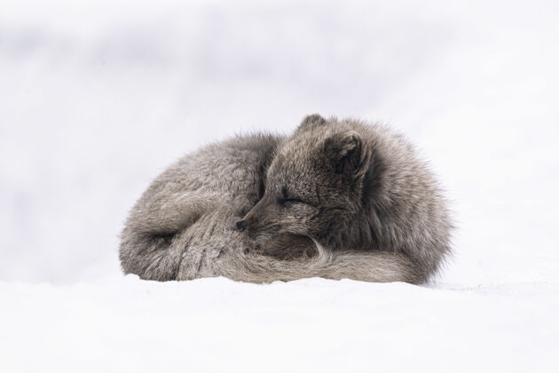 动物白昼 白灰狐狸躺在雪地上冬天寒冷狐狸