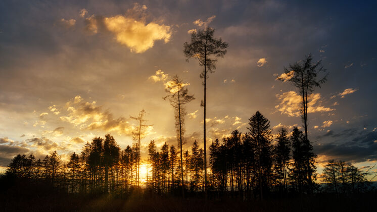 户外夕阳下多云的天空下树木的剪影针叶树耀斑自然
