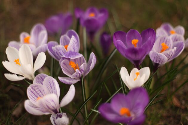 芽白色和紫色春天番红花特写镜头关闭复活节自然