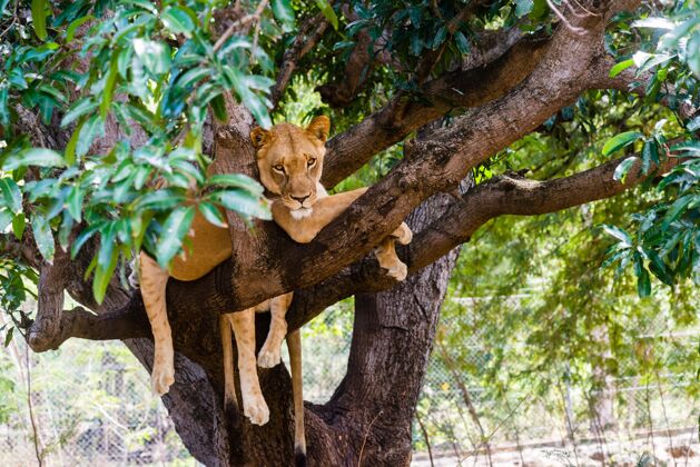 食肉动物母狮在树枝上热带草原危险掠食者