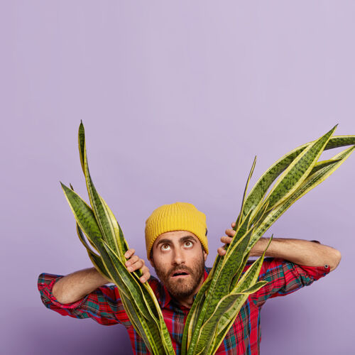 胡茬照片中 一个没有刮胡子的男人站在桑西韦利亚植物附近 抬头看去 戴着黄色帽子 穿着格子衬衫 关心着室内植物随意方格花纹情绪