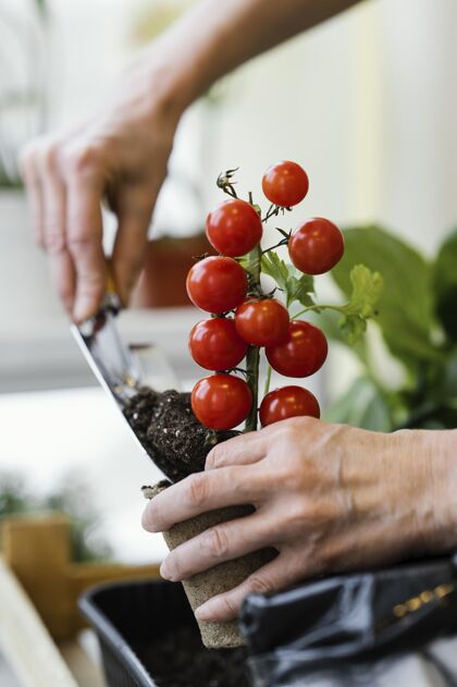 蔬菜女人用铲子种西红柿的侧视图里面花卉西红柿