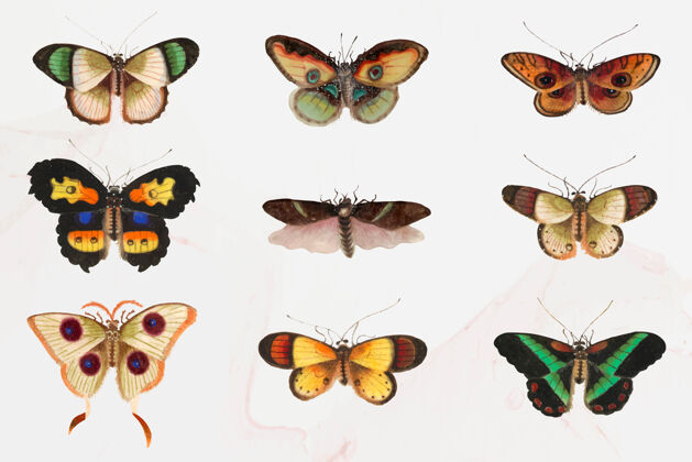 设置飞蛾和蝴蝶插图集复古装饰虫子