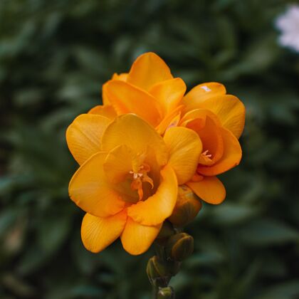 花选择集中拍摄美丽的橙花在植物的中间树枝美丽光