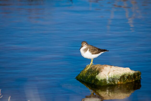 平静一种普通的矶鹬鸟 长喙棕色和白色 在马耳他咸水的岩石上休息单身动物等待