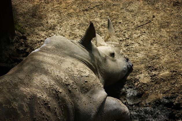 荒野懒散的犀牛躺在动物园的地上非洲公园犀牛