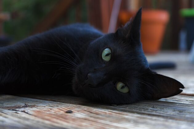 毛茸茸的漂亮的黑猫用绿色的眼睛看着相机特写动物黑暗