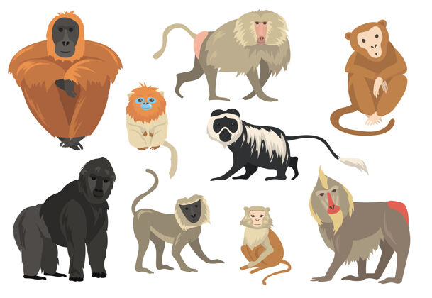 热带各种有趣的异国猴子和猿平集包动物学黑猩猩