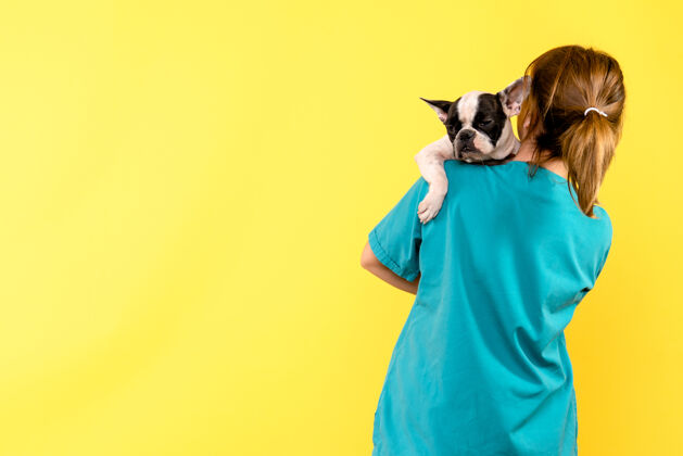 疾病黄色墙壁上的女兽医抱着小狗的正视图小狗小控股
