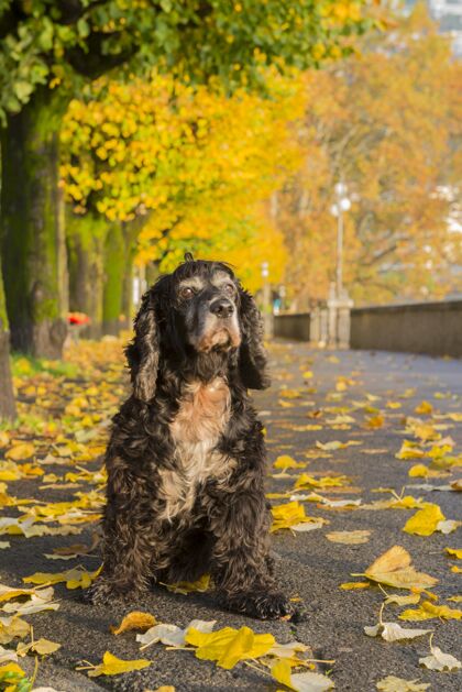 可爱黑色的狗在多彩的秋天公园动物狗户外