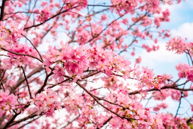 开花美丽的樱花树在蓝色多云的天空下盛开明亮花植物学