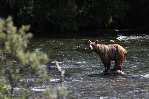 吃棕熊在阿拉斯加的河里捕鱼荒野大捕食者