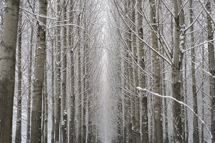 风景令人惊奇的低角度拍摄的冬季森林与许多树木冰美丽季节