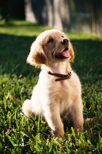 狗浅焦垂直拍摄一个可爱的金色猎犬小狗坐在草地上年轻模糊可爱