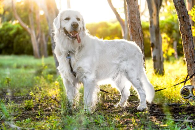 品种一只美丽的白色狗站在阳光明媚的田野上的特写镜头小狗婴儿黑色