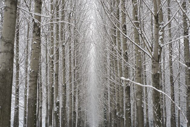 风景令人惊奇的低角度拍摄的冬季森林与许多树木冰美丽季节