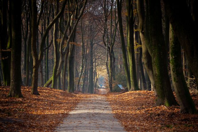 环境在秋天的阳光下 森林里的小径被树木和树叶环绕着乡村户外阳光