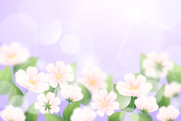 花紫罗兰色天空真实模糊的春天背景开花季节开花