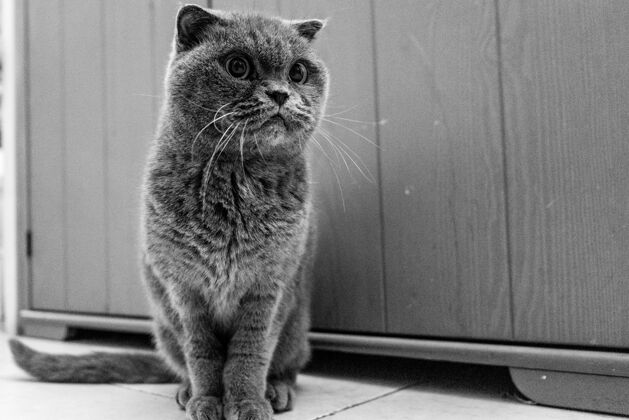 哺乳动物一只好奇的英国短毛猫坐在地砖上的灰度照片毛皮年轻好奇