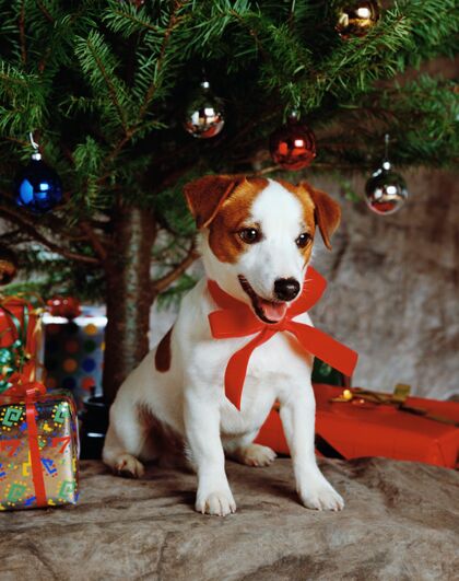 穿一个可爱的小狗戴着礼物和圣诞树红丝带美丽的照片红色可爱哺乳动物
