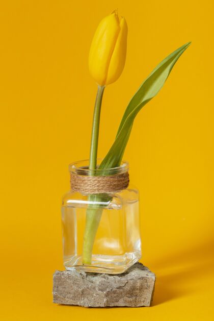 植物郁金香在一个透明的花瓶上隔离在黄色分类美丽安排