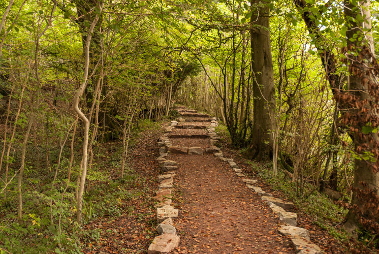 森林在树林里散步-怀伊山谷地方英国散步