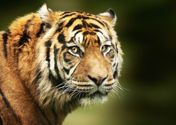 哺乳动物孟加拉虎脸的选择性聚焦镜头大猫科动物猎人