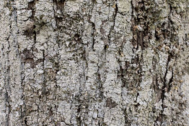 树树皮表面正视图纹理水平组成