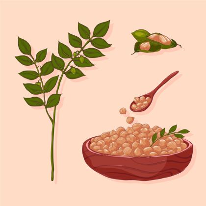 豆类手绘鹰嘴豆和植物插图食物树叶插图