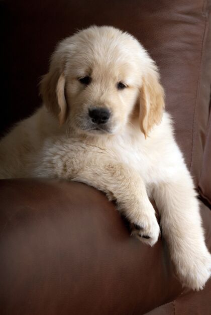 狗一只可爱的金色猎犬躺在沙发上的垂直镜头好奇黄金猎犬房子