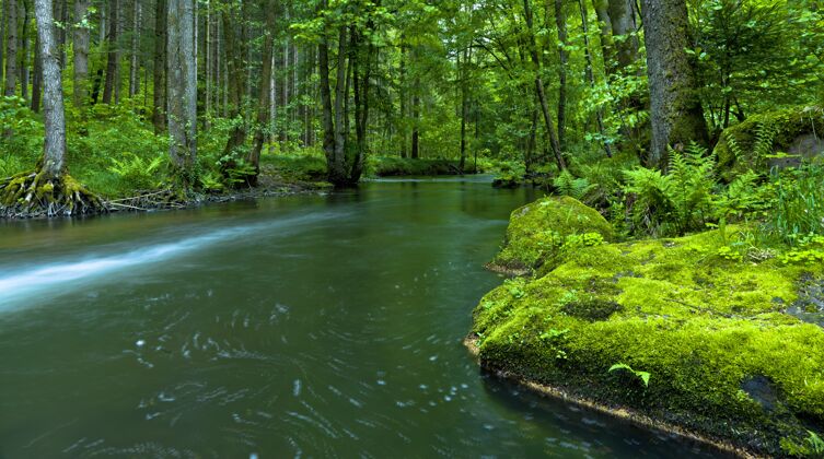 景观美丽的全景拍摄的河流周围的高大树木在森林里风景全景水