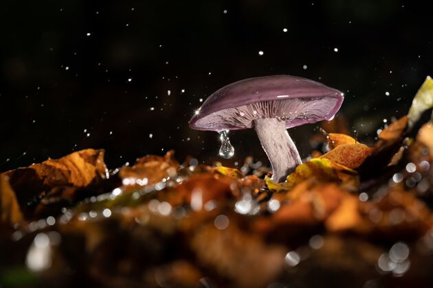自然生长在森林里的野生蘑菇 上面有水滴滴树森林