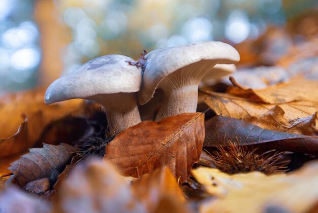 木材特写镜头蘑菇生长在干燥的树叶在新的森林 附近布罗肯赫斯特 英国海绵圆的苔藓