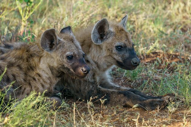 野生斑点鬣狗在地上休息危险棕色大笑
